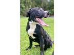 Adopt Donatello a Labrador Retriever / Mixed dog in St. Francisville