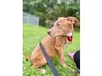 Adopt Splinter a Labrador Retriever / Mixed dog in St. Francisville