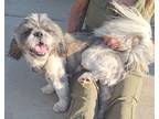 Adopt Sylvester a Gray/Silver/Salt & Pepper - with White Shih Tzu / Shih Tzu /