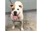 Adopt Blossom/Jayda a Tan/Yellow/Fawn - with White American Pit Bull Terrier /