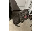 Adopt Stormy a Gray/Blue/Silver/Salt & Pepper American Pit Bull Terrier / Mixed