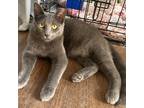 Adopt Pearl a Gray or Blue Domestic Shorthair (short coat) cat in ONSTED