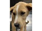 Adopt Arthur a Labrador Retriever / Mixed dog in Cleveland, TN (41292600)
