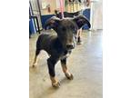 Adopt Atlas a Black German Shepherd Dog / Mixed dog in Santa Paula