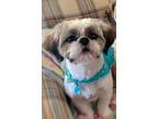 Adopt REX a White - with Tan, Yellow or Fawn Shih Tzu / Mixed dog in Sacramento