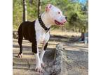 Adopt Sky a Black - with White American Pit Bull Terrier / Mixed dog in