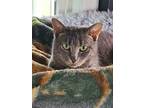 Adopt Blue a Gray or Blue Domestic Shorthair (short coat) cat in ONSTED