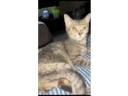 Adopt Lilo a Gray or Blue American Shorthair / Mixed (short coat) cat in