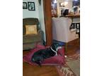 Adopt Sadie a Black - with White Dachshund / Labrador Retriever / Mixed dog in