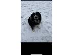 Adopt Axle a Black - with Tan, Yellow or Fawn Border Collie / Mixed dog in