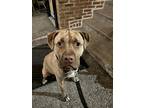 Adopt Bob a Brindle American Pit Bull Terrier / Mixed dog in Libertyville
