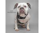 Adopt Mara a Mixed Breed (Medium) / Mixed dog in Mcclellanville, SC (39536375)