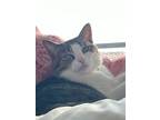 Adopt Duke a Brown Tabby Domestic Shorthair / Mixed (short coat) cat in Fairfax