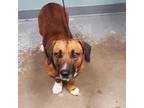 Adopt York a Brown/Chocolate - with White Hound (Unknown Type) / Mixed dog in
