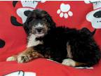 Adopt Lorenzo a Poodle (Miniature) / Terrier (Unknown Type