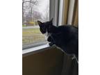 Adopt Lyra a Black & White or Tuxedo Domestic Mediumhair / Mixed (medium coat)