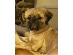 Adopt Brownie a Brown/Chocolate - with Black Shih Tzu / Mixed dog in Sacramento