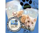 Adopt Nigel a Gray or Blue Domestic Longhair / Domestic Shorthair / Mixed (long