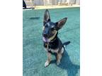 Adopt Santos a Black German Shepherd Dog / Mixed Breed (Medium) / Mixed (short