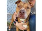 Adopt Frenchy a Brown/Chocolate American Pit Bull Terrier / Mixed Breed (Medium)