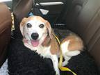 Adopt Tilly a Tricolor (Tan/Brown & Black & White) Beagle / Mixed dog in