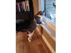 Adopt Cali a Calico or Dilute Calico Calico / Mixed (short coat) cat in Festus