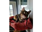 Adopt Trisha a Brown Tabby American Shorthair (short coat) cat in ONSTED
