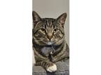 Adopt Magnus a Gray, Blue or Silver Tabby Tabby / Mixed (short coat) cat in