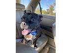 Adopt Goober a Black Staffordshire Bull Terrier / Mixed dog in Fremont