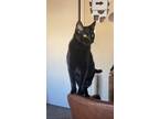 Adopt Vanitas a All Black Domestic Shorthair / Mixed (short coat) cat in Haltom