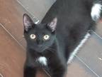 Adopt Pi a Black (Mostly) Domestic Shorthair (short coat) cat in ONSTED