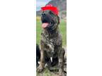 Adopt Annie, Jessie and Forty a Brindle Presa Canario / Rottweiler / Mixed dog