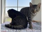 Adopt Eon & Ion a Tan or Fawn Tabby Domestic Shorthair (short coat) cat in