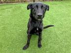 Adopt ELVIS a Black German Shepherd Dog / Mixed dog in Tustin, CA (41224566)