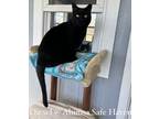 Adopt Diesel a All Black Domestic Shorthair (short coat) cat in ONSTED