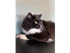 Adopt Brim a Black & White or Tuxedo Domestic Longhair / Mixed (medium coat) cat