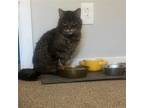 Adopt Trent a Brown Tabby Domestic Mediumhair / Mixed (medium coat) cat in
