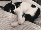 Adopt Juju Beans a Black & White or Tuxedo American Shorthair / Mixed (short