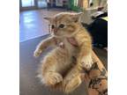 Adopt Joan a Orange or Red Domestic Shorthair cat in Alvin, TX (41292684)