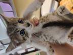 Adopt A-aron a Gray or Blue Domestic Shorthair cat in Alvin, TX (41292683)