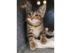 Adopt Noah a Gray or Blue Domestic Mediumhair (medium coat) cat in Alvin