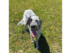 Adopt Jolene a White Great Pyrenees / Australian Cattle Dog / Mixed dog in