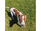 Adopt Leon a White American Pit Bull Terrier / Mixed dog in Valdosta