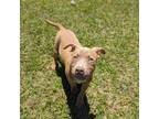 Adopt Mobius a Brown/Chocolate American Pit Bull Terrier / Mixed dog in
