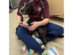 Adopt Lady a Black Labrador Retriever / Mixed dog in Bryan, TX (41292159)