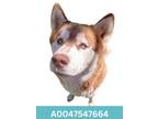 Adopt Walter a Brindle Husky / Mixed Breed (Medium) / Mixed (short coat) dog in