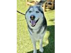 Adopt Maverick a Black Husky / Mixed Breed (Medium) / Mixed (short coat) dog in