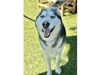 Adopt Maverick a Black Husky / Mixed dog in Red Bluff, CA (41292673)