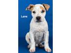 Adopt Lane a White Australian Cattle Dog / Mixed Breed (Medium) / Mixed (short