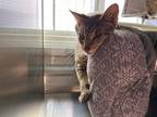 Adopt Guinevere a Brown Tabby Domestic Shorthair / Mixed Breed (Medium) / Mixed